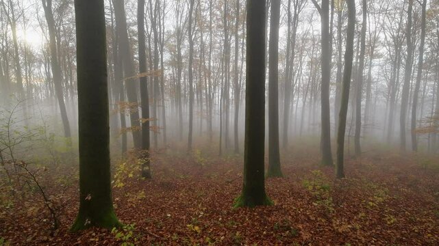 Wald mit Morgennebel im Herbst, Katzenbuckel, Waldbrunn, Odenwald, Baden-W&uuml;rttemberg, Deutschland