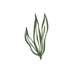 botanical green leaf hand drawn illustration