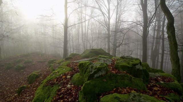 Wald mit Morgennebel im Herbst, Katzenbuckel, Waldbrunn, Odenwald, Baden-W&uuml;rttemberg, Deutschland