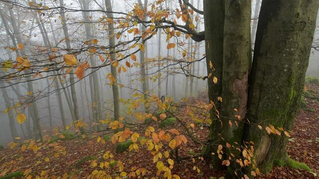 Wald mit Morgennebel im Herbst, Katzenbuckel, Waldbrunn, Odenwald, Baden-W&uuml;rttemberg, Deutschland