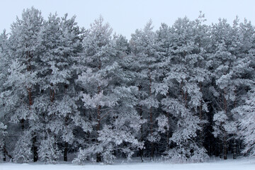 Winter snow-covered forest on a frosty day