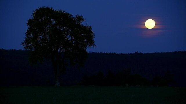 Baum und Landschaft mit Vollmond