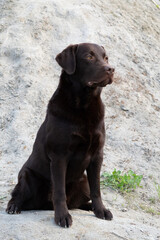 Chocolate Labrador sitting on a rock and looking into the distance