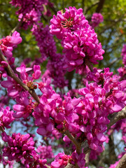 Close up of vivid pink blossoms on a spring tree redbud