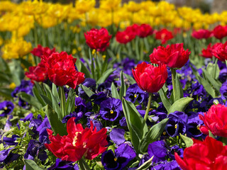 Vibrant spring flower bed with red tulips, purple pansies, and yellow blooms