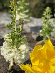 Decorative cabbage brassica on flower bed with yellow flowers 