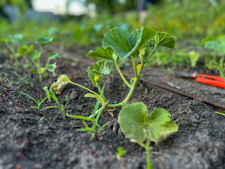Young melon plant growing in fertile soil with garden shears in background