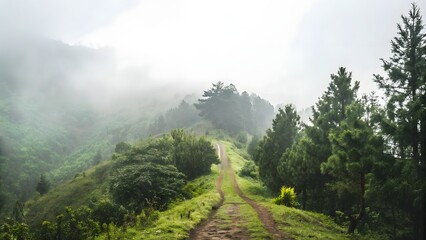 Foggy trail through lush green mountains pines