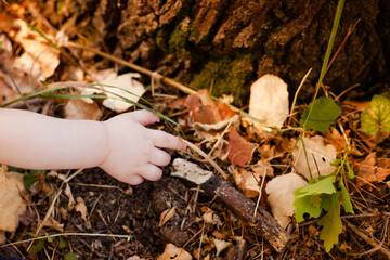 Close-up of a tiny baby hand against a wooden tree slice