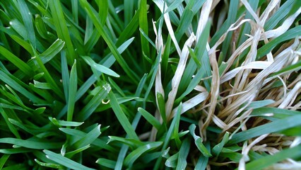 Naklejka premium Green grass damage dry grass texture backgroun