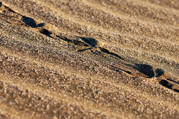 Ripples marked in the sand on the beach with a bird trail photographed up close