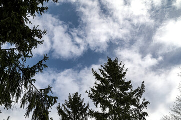 Cones in top of spruce tree
