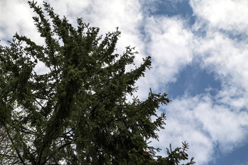 Cones in top of spruce tree