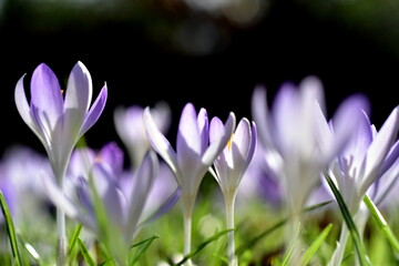 Violette Krokusse auf einer Frühlingswiese