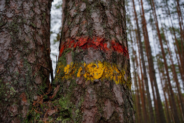 Colorful stripes painted on trees in the forest, marking a trail or route, indicating a hiking path or adventure, vibrant and eye-catching markers in nature