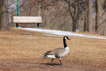 canada goose in a park