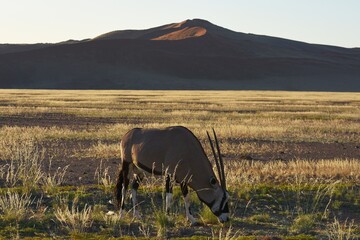 Oryx (oryx gazella) vor den Sanddünen im Namib-Naukluft Nationalpark in Namibia. 