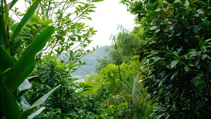 Obraz premium Lush greenery