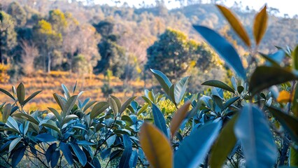Lush greenery