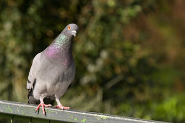 Pigeon standing on a fence looking quriously at the camera. Copy space.