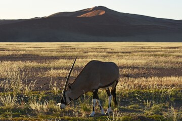 Oryx (oryx gazella) vor den Sanddünen im Namib-Naukluft Nationalpark in Namibia. 