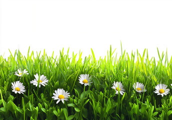photograph of green grass with a border of daisies,