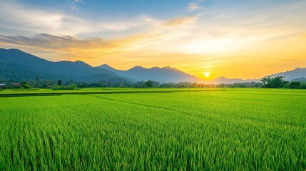 Obraz premium A wide landscape shot of lush green rice fields in rural Thailand, with the golden glow of the sunset reflecting on the fields and mountains in the background.