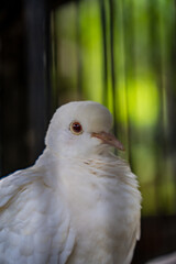 The close appearance of pigeons in the cage. 