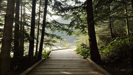 Fototapeta premium Tall evergreen trees line a wooden boardwalk