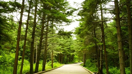 Tall evergreen trees line a wooden boardwalk