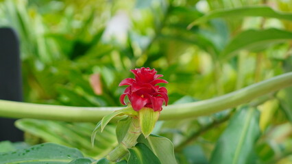 Red tropical flower blooming in a lush green garden