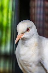The close appearance of pigeons in the cage. 