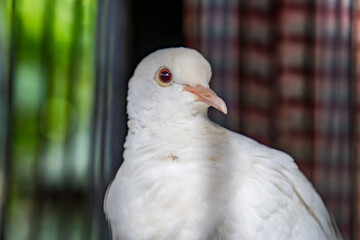 The close appearance of pigeons in the cage. 