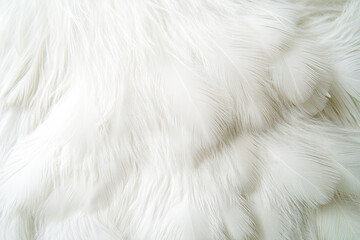 Obraz premium Soft White Feather Texture