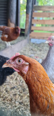 Red chicken in the garden