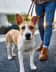 Dog walking in a city street during golden hour with a person in casual attire