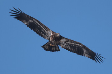Juvenile Bald Eagle in winter frlying in a Park