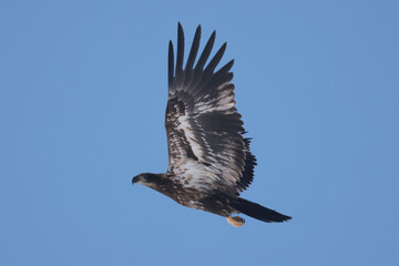 Juvenile Bald Eagle in winter frlying in a Park