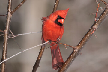 Cardinals in winter
