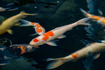 Close up view of cheerful and lively colorful koi fish as they swim together in a calm pond. koi...