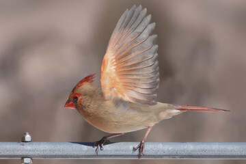 Cardinals in winter