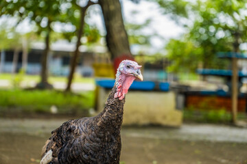 The close display of the chicken turkey on the farm with an opaque background