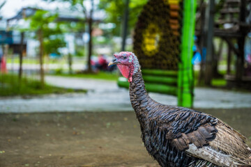 The close display of the chicken turkey on the farm with an opaque background