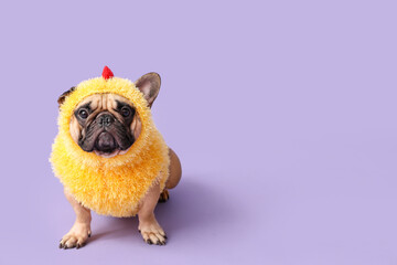 Cute French bulldog in chick costume on lilac background. Easter celebration