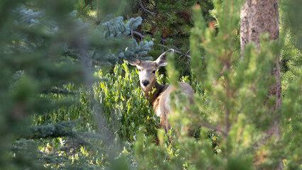 Mule Deer Hidden in Pine Forest – Rocky Mountain Wildlife, Colorado