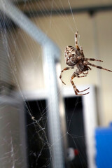 Intricate Spider Crafting Its Delicate Web in a Quiet Indoor Environment