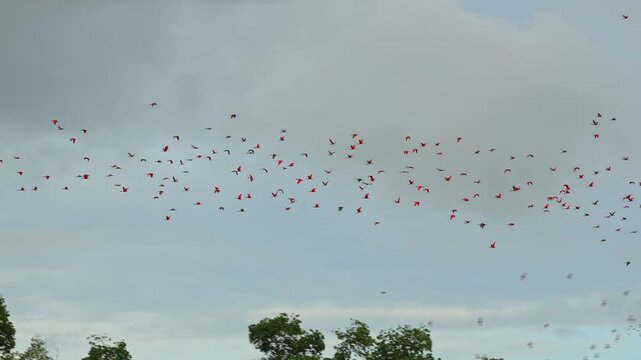 Large red scarlet ibis flying back home to their sleeping place, Revoada dos guaras, which means the flight of the guaras, a phenomenon that occurs daily on the Delta of the Parnaiba River in Brazil
