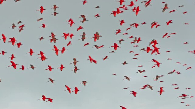 Large red scarlet ibis flying back home to their sleeping place, Revoada dos guaras, which means the flight of the guaras, a phenomenon that occurs daily on the Delta of the Parnaiba River in Brazil