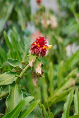 Exotic tropical flower with red and yellow petals in lush greenery