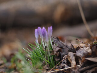 First crocuses in the forest